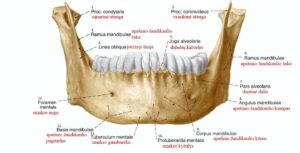 Mandíbula o maxilar inferior ( ramas, cuerpo, agujeros, inserciones)