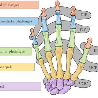 Bones and joints of the human hand, DIP-Distal Interphalangeal joint;... | Download Scientific ...