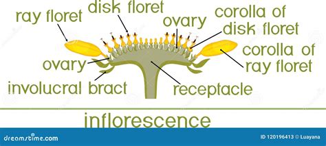 Structure Of Flower Of Sunflower In Cross Section. Diagram Of Flower Head Or Pseudanthium. Parts ...