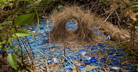 The Satin Bowerbird of Australia creates beautiful bower nests, then decorates them with blue ...