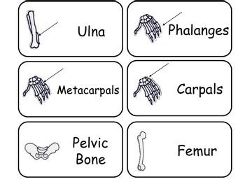 Learn Your Bones Flash Cards. Preschool Human Anatomy flash cards.