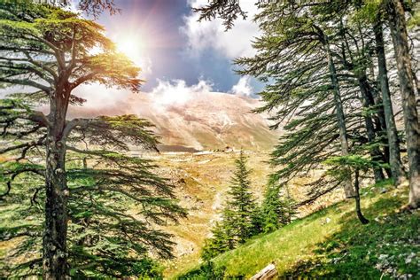 Travel To The Cedars Of God Lebanon | The Best Choise