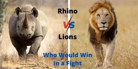 Rhino vs Lion | Who Would Win in a Fight (Comparison)