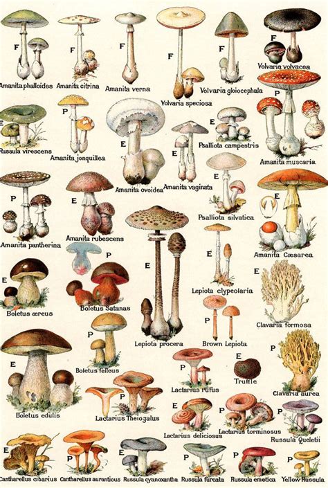 Magic Mushroom Identification Chart