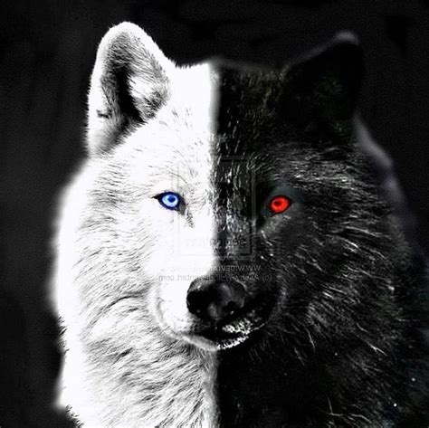 Black Wolf With Blue Eyes Wallpapers - www.Wolf-Wallpapers.pro