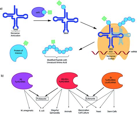 (a) An UAA is charged onto a tRNA with the required non-sense anticodon ...