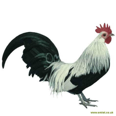 Dutch Bantam Chickens | Dutch Bantam For Sale | Chicken Breeds