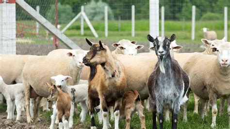 11 Reasons Why Farmers Separate Goats and Sheep? - Oxford Pets