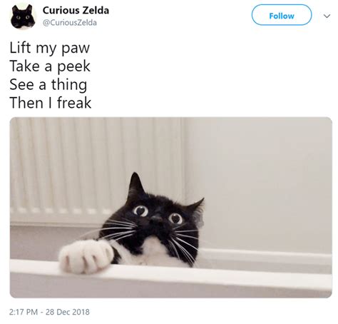 Zelda, The Curious Cat, Is Back With Some More Lyric Tweets | Cats ...