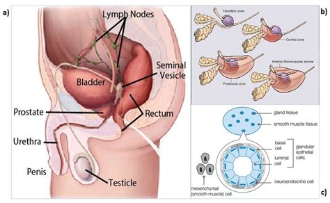 Prostate Gland