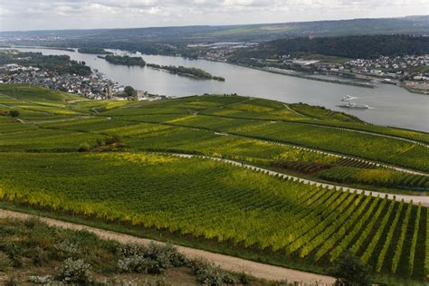 Sprawling Vineyards of Rudesheim Germany - Entouriste