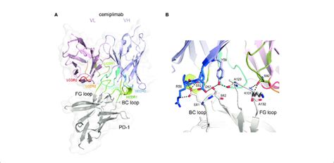 | The binding mechanism of cemiplimab to PD-1. (A) Overall structure of... | Download Scientific ...