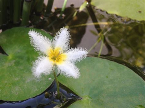 Could anyone help me to identify these aquatic plants?