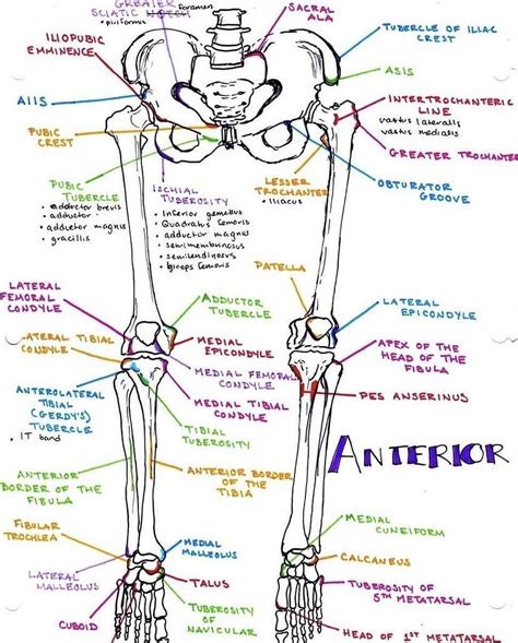 Pin by Hannah on Anatomy | Medical school studying, Medical school stuff, Medical student study