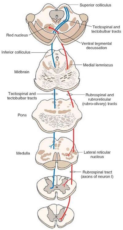 What Is The Meaning Of Lower Motor Neuron Lesion | Webmotor.org