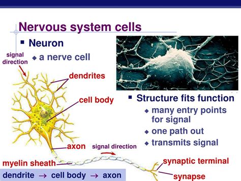 PPT - Nervous System: The Neuron and the Transmission of a Nerve Impulse PowerPoint Presentation ...