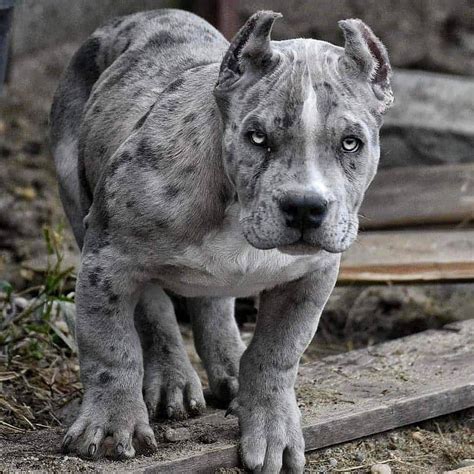 Merle Pitbull For Sale - Pitbull Dog