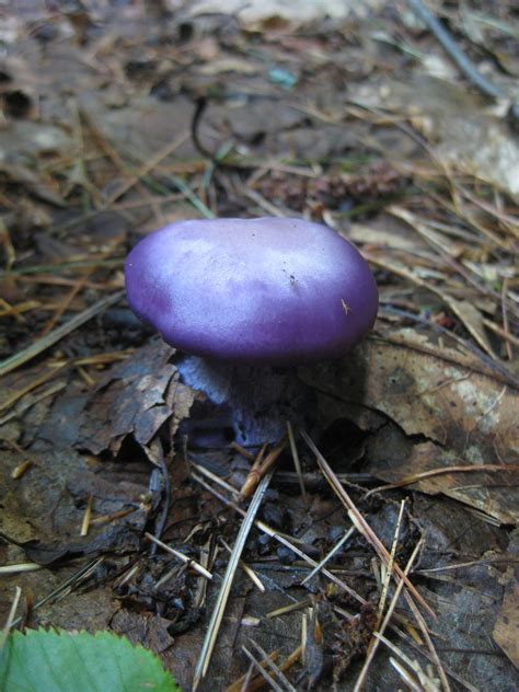 I've never seen a purple mushroom before. Can anyone help me ID, please? Found at R. B. Winter ...