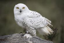 Snowy Owl Eyes Free Stock Photo - Public Domain Pictures