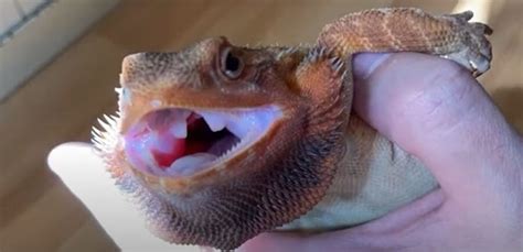 Bearded Dragon Defense Mechanism {8 Ways They Defend Themselves} - Pocket Pet Central