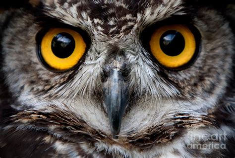 Owls Are The Order Strigiformes Photograph by Ammit Jack - Fine Art America