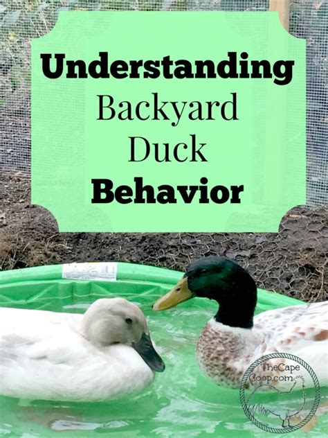 Understanding Backyard Duck Behavior - The Cape Coop