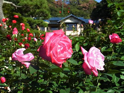 roses kamakura museum of literature