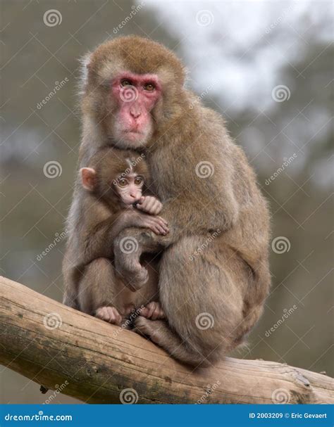 Mother And Her Baby Monkey Royalty Free Stock Images - Image: 2003209