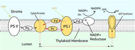 Cyclic photophosphorylation and non Cyclic photophosphorylation