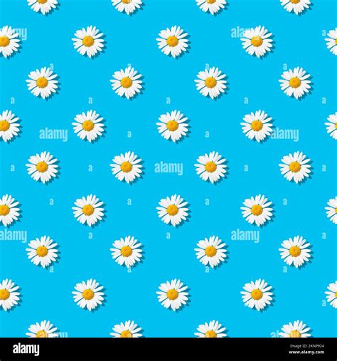 Chamomiles - Seamless floral pattern. White daisy flowers on sky blue background. Endless ...