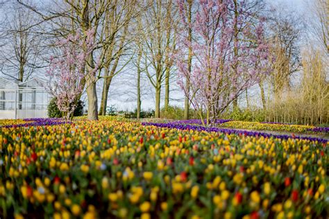 Spring has started and Keukenhof is open! - Keukenhof