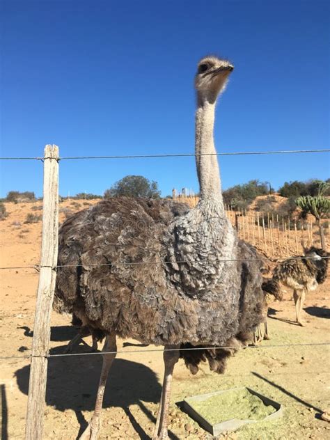 Ostrich Farm, Oudtshoorn, South Africa Stock Photo - Image of karoo ...