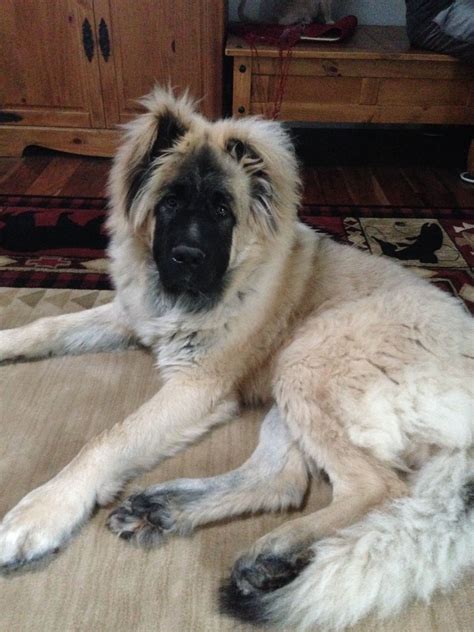 Our caucasian ovcharka, Boomer | Caucasian shepherd dog, Shepherd dog breeds, Dog breeds