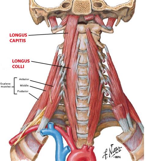 Neck Muscle Diagram - Head And Neck Anatomy Png Images Pngwing - Angas ...