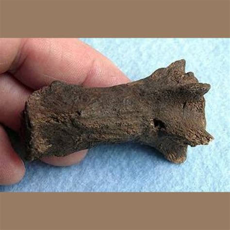 American Lion Caudal Vertebra - Fossils & Artifacts for Sale | Paleo Enterprises