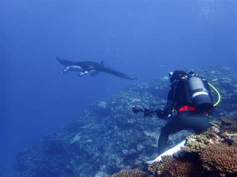 To the Manta Rays! | Viking Scuba Kabira