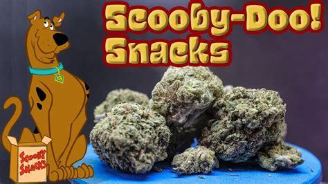 Scooby Snacks Strain Review - YouTube