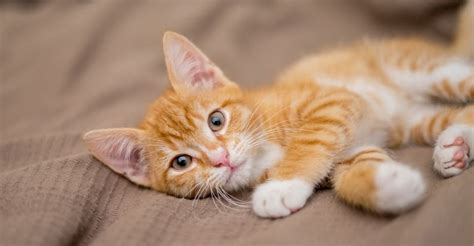 Orange tabby cat lifespan - revvolf