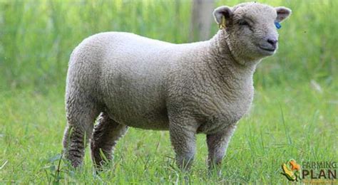 Southdown Sheep: Smallest British Breed - Farming Plan