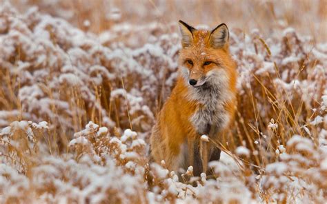 Download Animal Fox HD Wallpaper