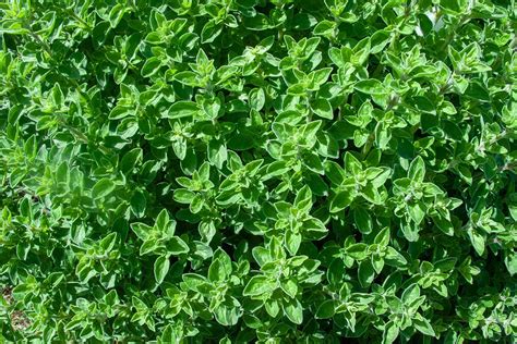 7 of the Best Thyme Varieties for Your Herb Garden