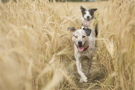 What To Do If Your Dog Has Lice | FirstVet