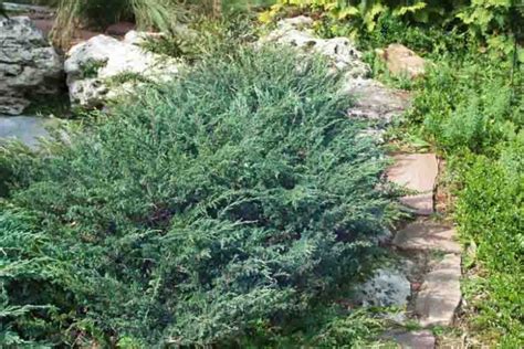 Juniperus horizontalis 'Wiltonii' (Creeping Juniper)