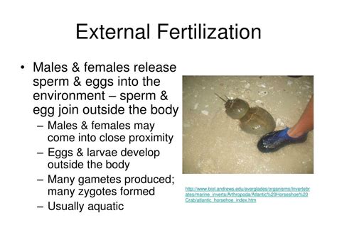 PPT - Animal Reproduction PowerPoint Presentation, free download - ID:4731622