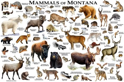 Mammals Of Montana Print - Montana Mammals Field Guide - Animals Of ...