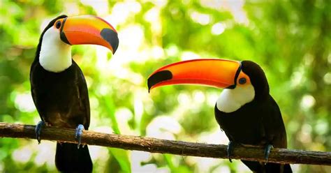 Toucan Behavior - AnimalBehaviorCorner