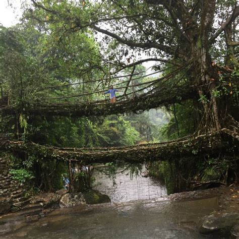 The living root bridges of Cherrapunji Shillong, Don Bosco, Arunachal ...