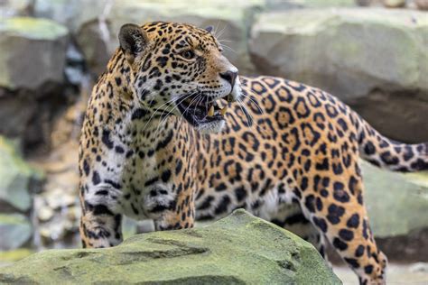 Jaguar – Zoo Berlin