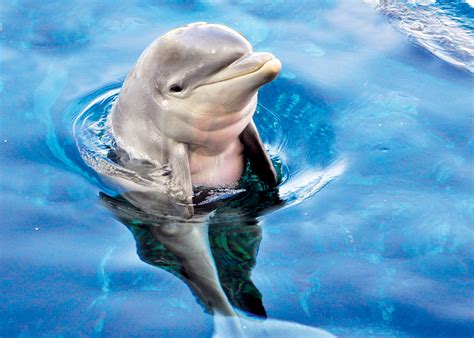 Dolphin-Babies.11-C | Dolphin Quest | Swimming With The Dolphins ...