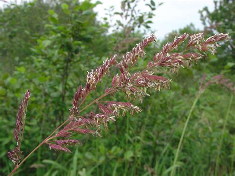 Phalaris arundinacea - Alchetron, The Free Social Encyclopedia